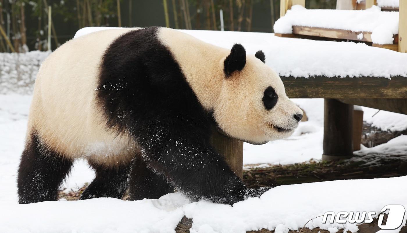 판다 푸바오가 눈밭을 산책하고 있다. ⓒ News1 박지혜 기자