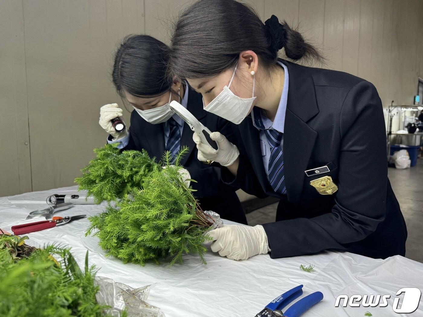 본문 이미지 - 농림축산검역본부 식물검역관이 수입 묘목을 검사하고 있다.(농식품부 제공)
