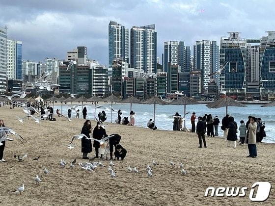본문 이미지 - 부산 수영구 광안리해수욕장 모래사장에서 갈매기를 구경하는 시민들. 2024.02.04/뉴스1 ⓒ News1 권영지 기자