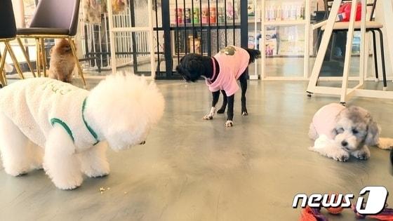 본문 이미지 - 설 연휴 기간 전북지역 내 13곳의 동물병원이 정상 운영을 실시한다./뉴스1