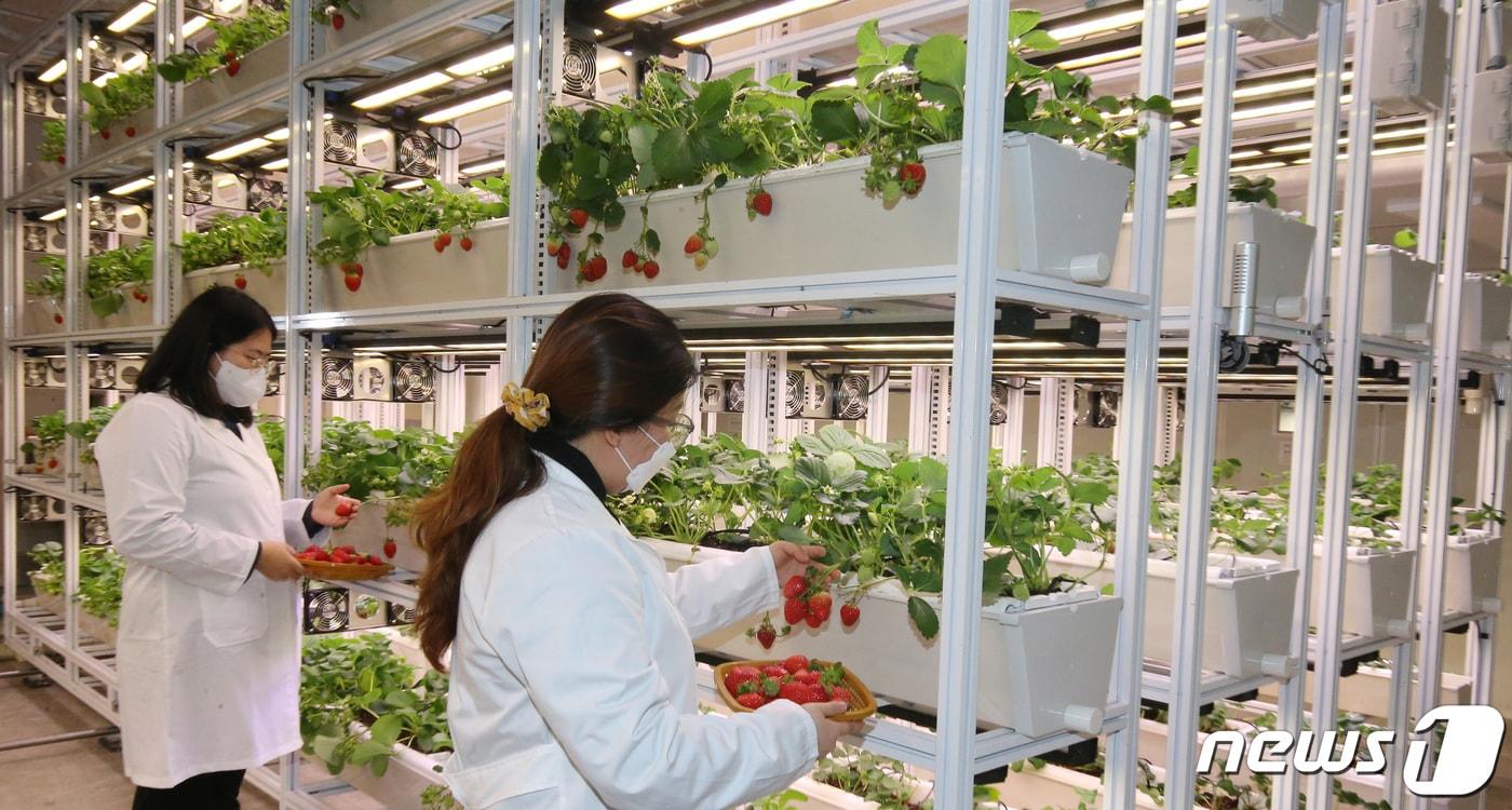 대전 중구 대흥동에 위치한 대전팜에서 관계자들이 딸기를 관찰하고 있다. 2024.2.6/뉴스1 ⓒ News1 김기태 기자