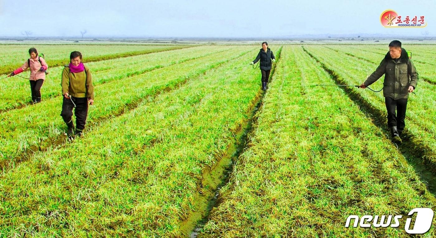 &#40;평양 노동신문=뉴스1&#41; = 북한 노동당 기관지 노동신문은 지난달 10일 올해 알곡 생산을 위한 앞그루작물 비배관리를 강조했다. 사진은 은정농장. [국내에서만 사용가능. 재배포 금지. DB 금지. For Use Only in the Republic of Korea. Redistribution Prohibited] rodongphoto@news1.kr