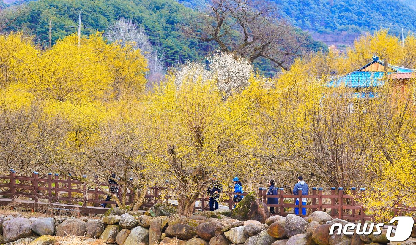 본문 이미지 - 10일 오전 전남 구례군 산동면 반곡마을과 산수유사랑공원에 노랗게 물든 산수유꽃이 활짝 피어 있다. 국내 최대 산수유 군락지인 구례군은 3월9~17일 산동면 일원에서 '제25회 산수유꽃축제'를 개최하고 있다. (구례군 제공)2024.3.10/뉴스1 ⓒ News1 김동수 기자
