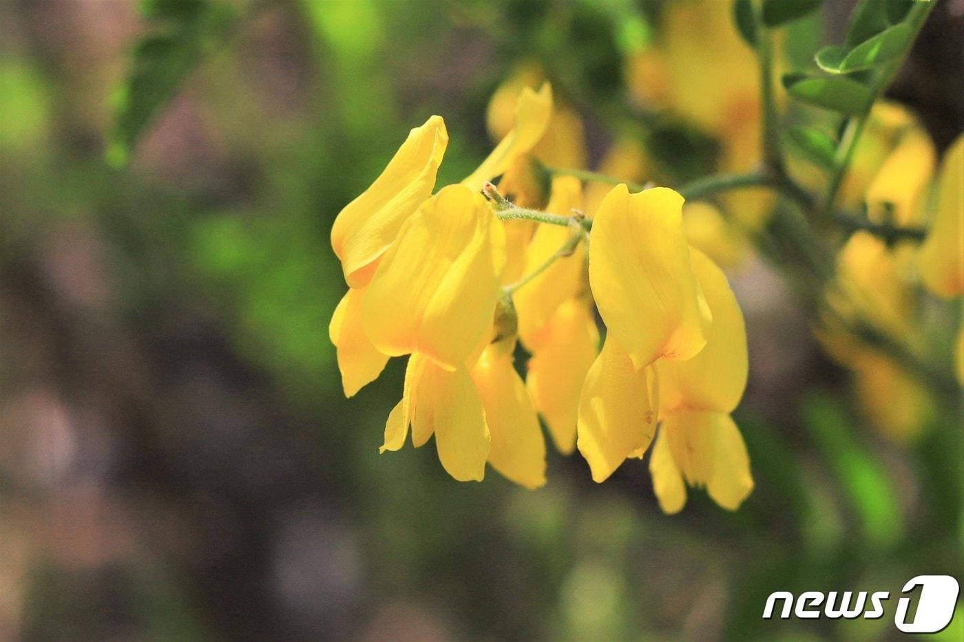 DMZ일원 기부자의 숲에 식재될 식물 개느삼. &#40;한국수목원정원관리원 제공&#41;/뉴스1