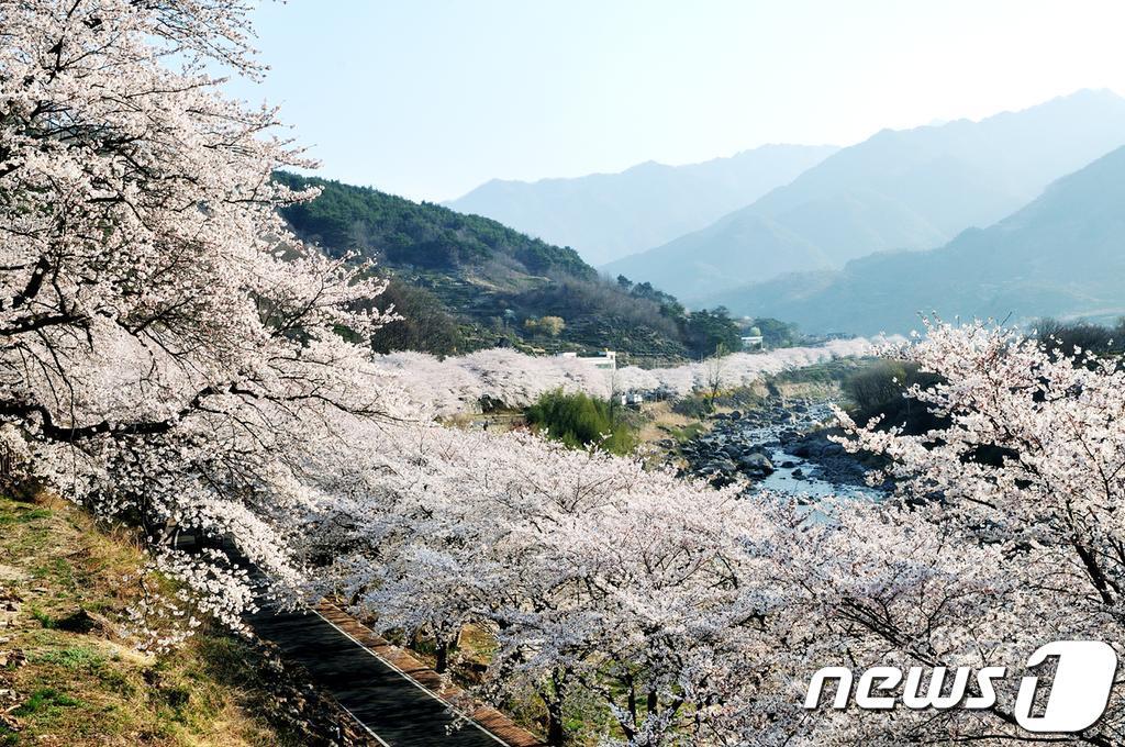 본문 이미지 - 하동군 화개면 십리벚꽃길.(하동군 제공)