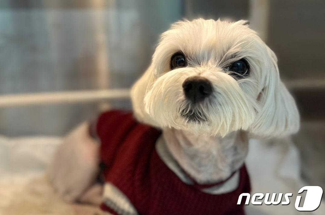 본문 이미지 - 심장판막수술을 받은 강아지(넬동물의료센터 제공) ⓒ 뉴스1