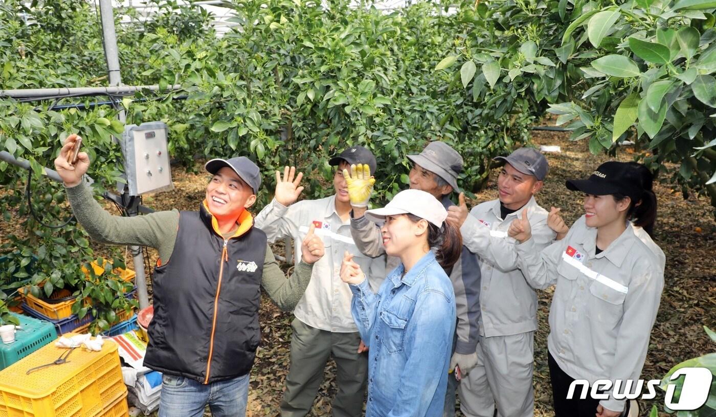 본문 이미지 - 2024년 3월14일 오후 제주 서귀포시 남원읍 한 감귤밭에서 베트남 공공형 계절근로자들과 80대 농민이 기념촬영을 하고 있다. 지난해 11월 제주에 와 농가 일손을 도운 베트남 근로자들은 이달 중순 고향으로 돌아간다.2024.3.14/뉴스1 ⓒ News1 고동명 기자