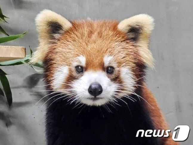 본문 이미지 -  서울대공원에 온 래서판다 '리안'(서울대공원 제공)