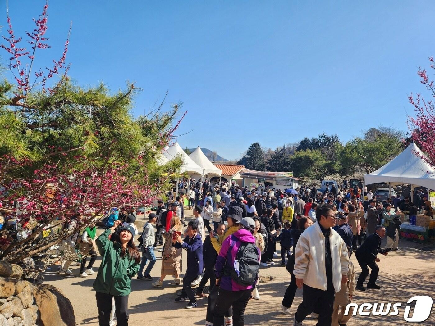 본문 이미지 - 포근한 봄날씨가 이어진 16일 전남 광양 매화 축제를 찾은 상춘객들이 매화꽃을 배경으로 사진을 촬영하고 있다. 2024.3.16/뉴스1 ⓒ News1 최성국 기자