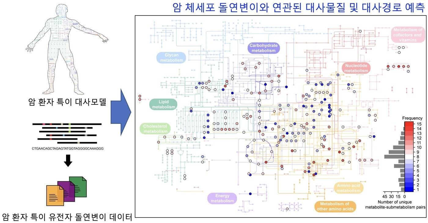 암 체세포 돌연변이와 연관된 대사물질 및 대사경로를 예측하는 컴퓨터 방법론 모식도.(KAIST 제공)/뉴스1
