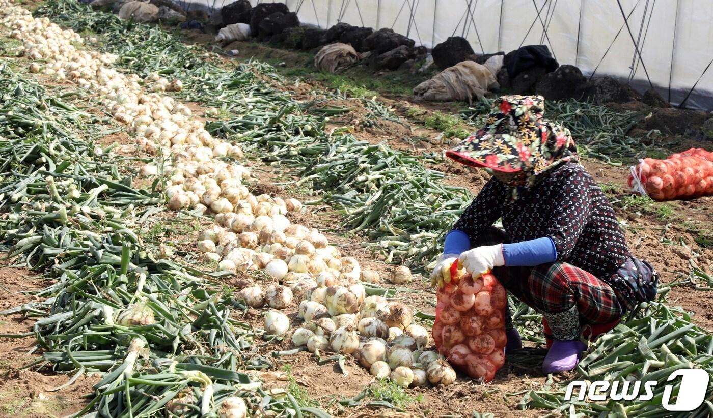 제주 양파 수확 모습(자료사진)/뉴스1