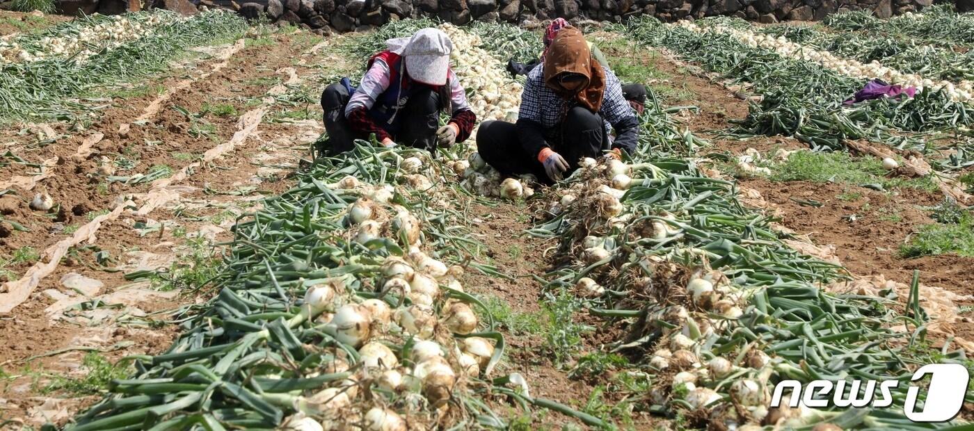 양파 수확 모습(자료사진)ⓒ News1
