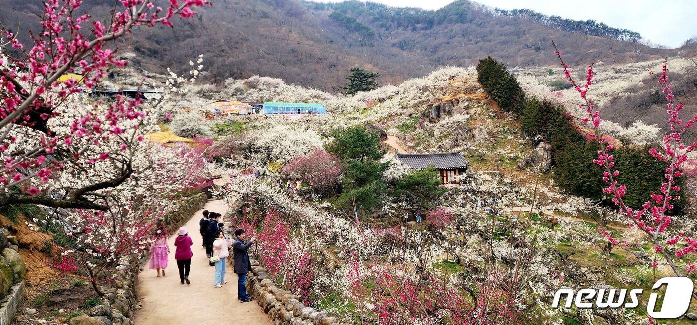 본문 이미지 - 지난 8일 개막한 광양매화축제가  누적 방문객 85만명을 기록하면서 열흘간 대단원의 막을 내렸다.(광양시 제공)2024.3.18/