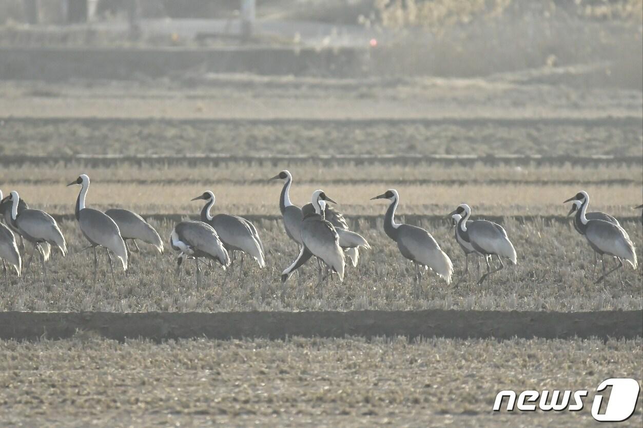 본문 이미지 - 17일 경기 김포시 하성면 후평리 들녁과 인근 한강하구에서 관찰된 50 여마리의 재두루미 떼.(김포시 제공)/뉴스1 