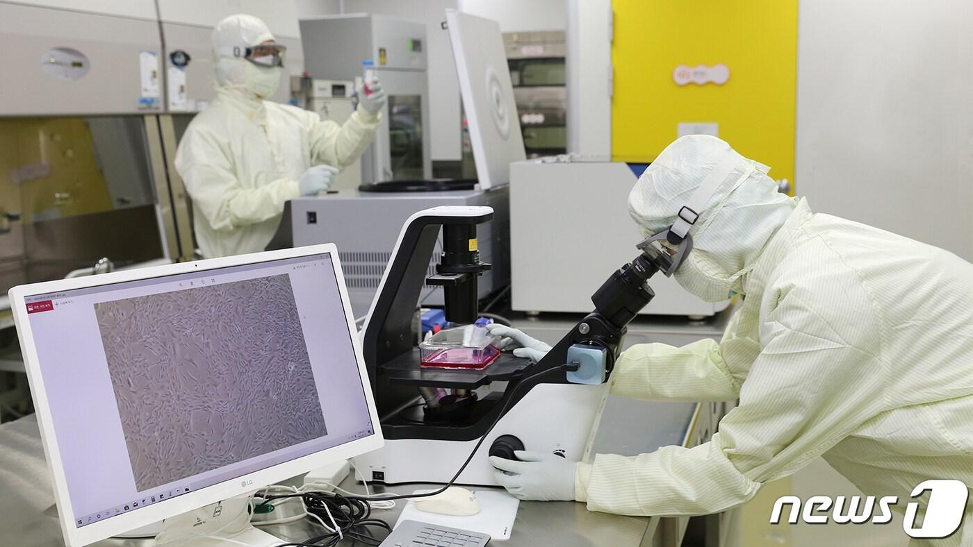 본문 이미지 - 차바이오텍 연구원이 첨단바이오의약품 제조를 위해 현미경으로 세포의 형태를 확인하고 있다./차바이오텍 제공