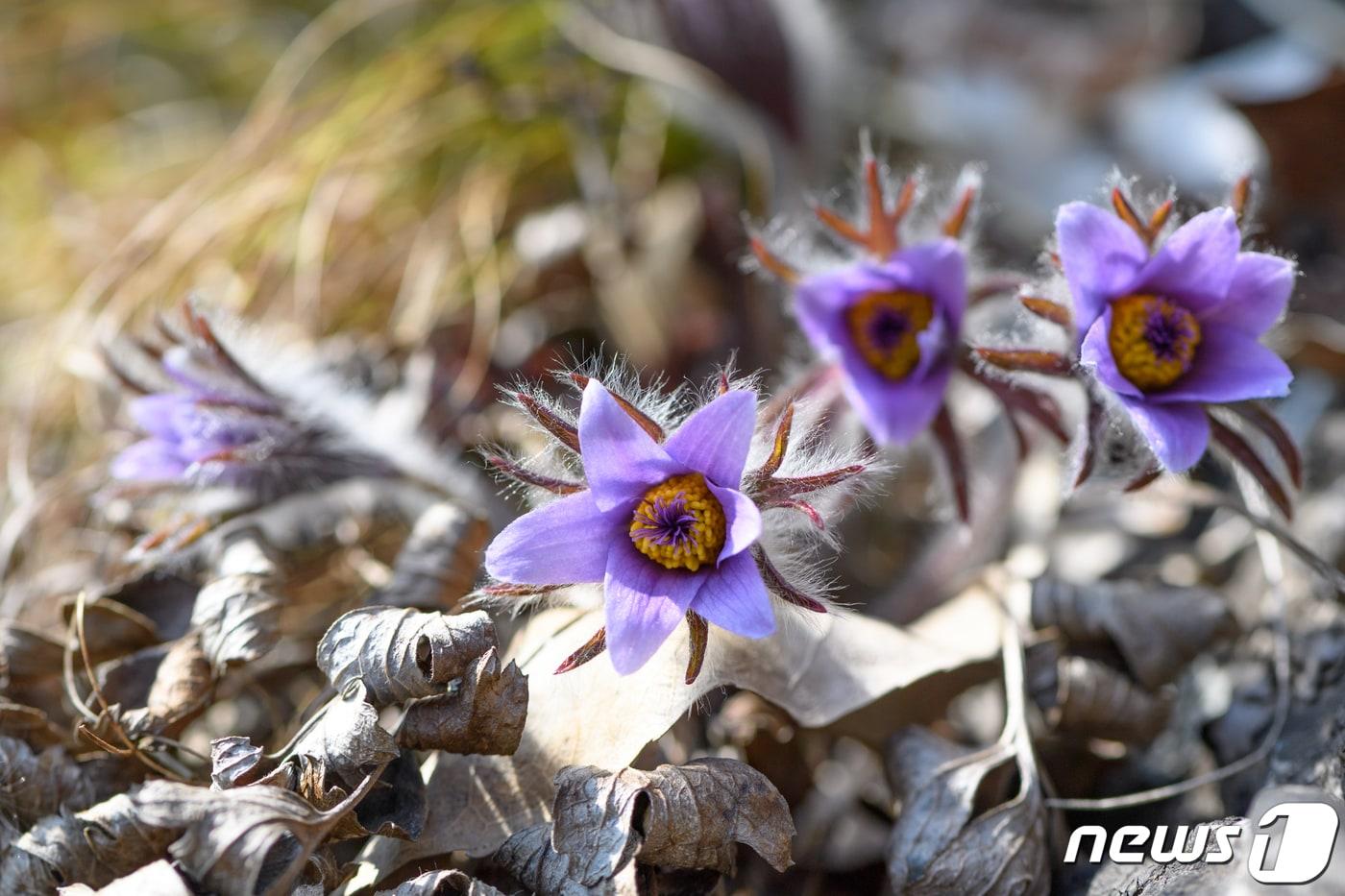 강원 정선군 동강할미꽃 자료사진. (정선군 제공) 2024.3.20/뉴스1