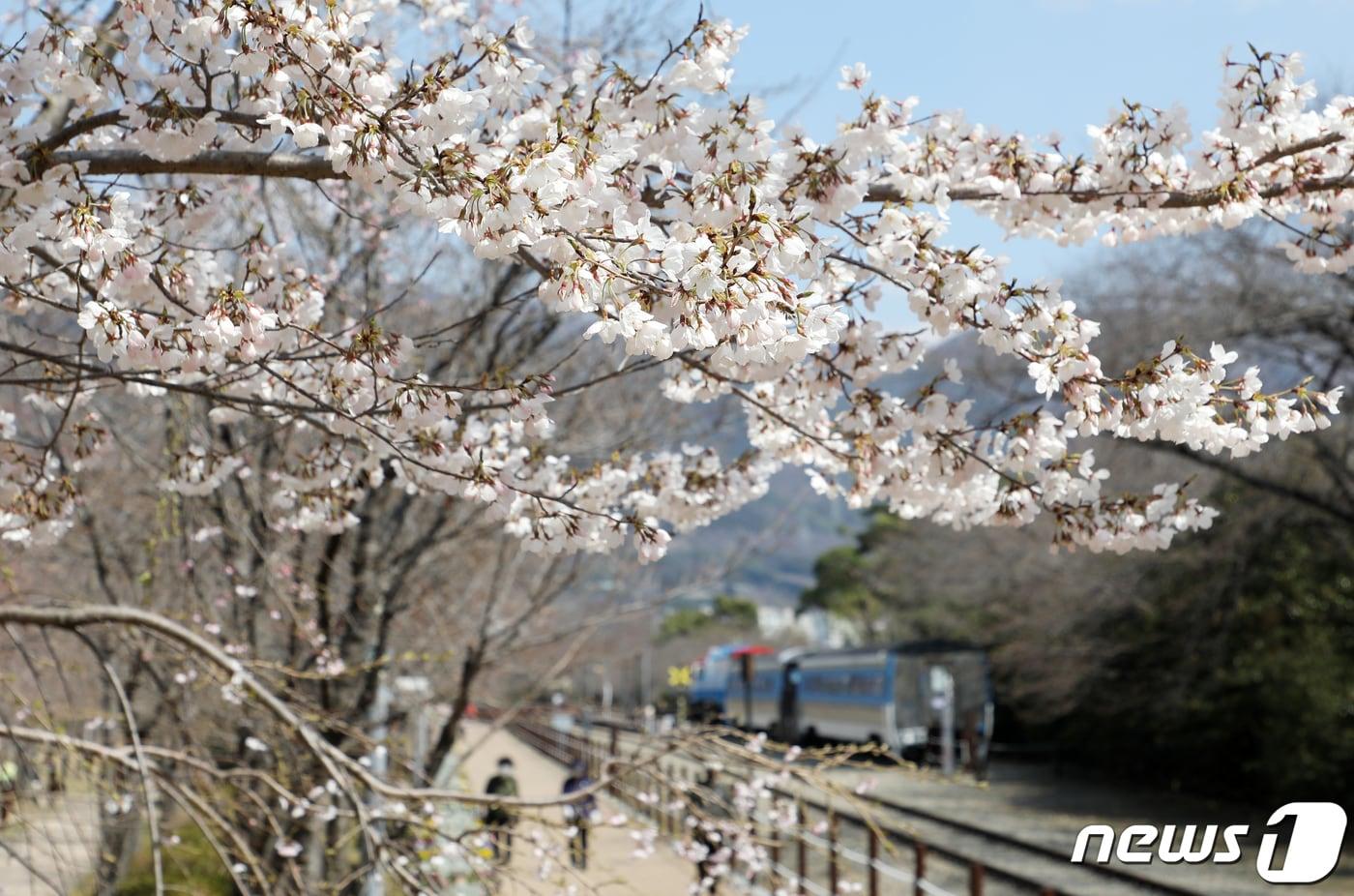 본문 이미지 - 절기상 춘분(春分)인 20일 오후 경남 창원시 진해구 경화역공원에 벚나무 몇그루가 개화해 눈길을 끌고 있다. 국내 대표 벚꽃 축제인 진해군항제는 오는 22일 개막전야제를 시작으로 4월 1일까지 열린다. 2024.3.20/뉴스1 ⓒ News1 윤일지 기자
