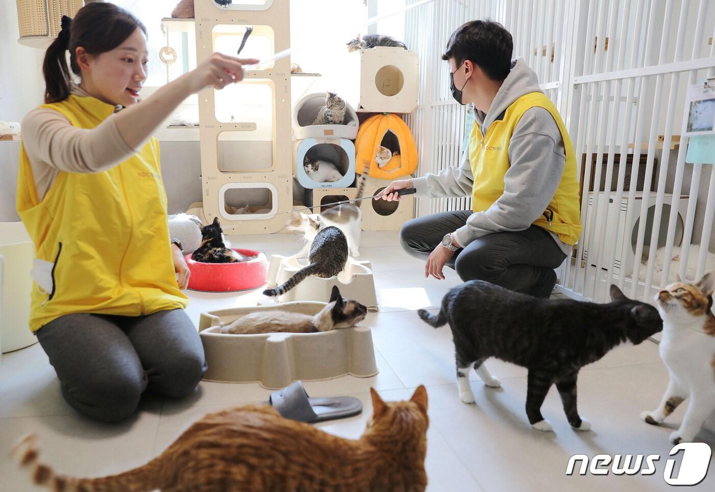 HDC현대산업개발은 국제 환경보호의 달인 3월을 맞아 '나비야사랑해' 보호소를 방문해 임직원 봉사를 진행하고 사료를 후원했다.(현대산업개발 제공) ⓒ 뉴스1