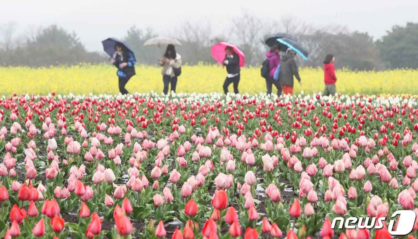 본문 이미지 - 봄비 내리는 제주(자료사진)/뉴스1