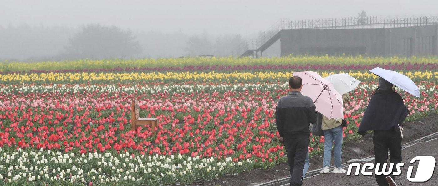 본문 이미지 - 봄튤립과 유채꽃이 활짝 펴 시선을 사로 잡고 있다./뉴스1 DB