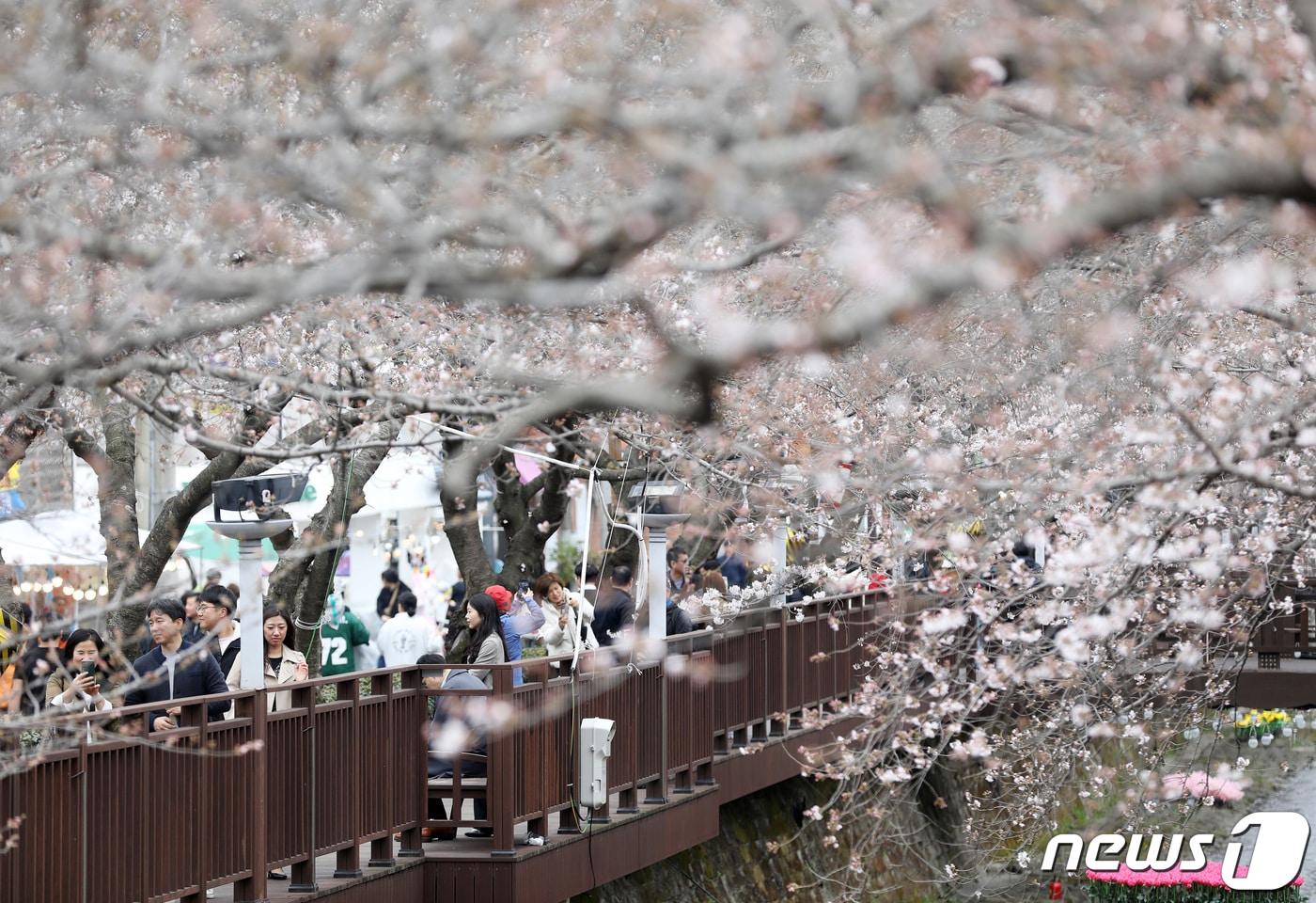 국내 대표 벚꽃 축제인 진해군항제가 열리고 있는 24일 경남 창원시 진해구 여좌천 일대에서 관광객들이 일부 개화하기 시작한 벚꽃을 보며 즐거운 시간을 보내고 있다. 2024.3.24/뉴스1 ⓒ News1 윤일지 기자