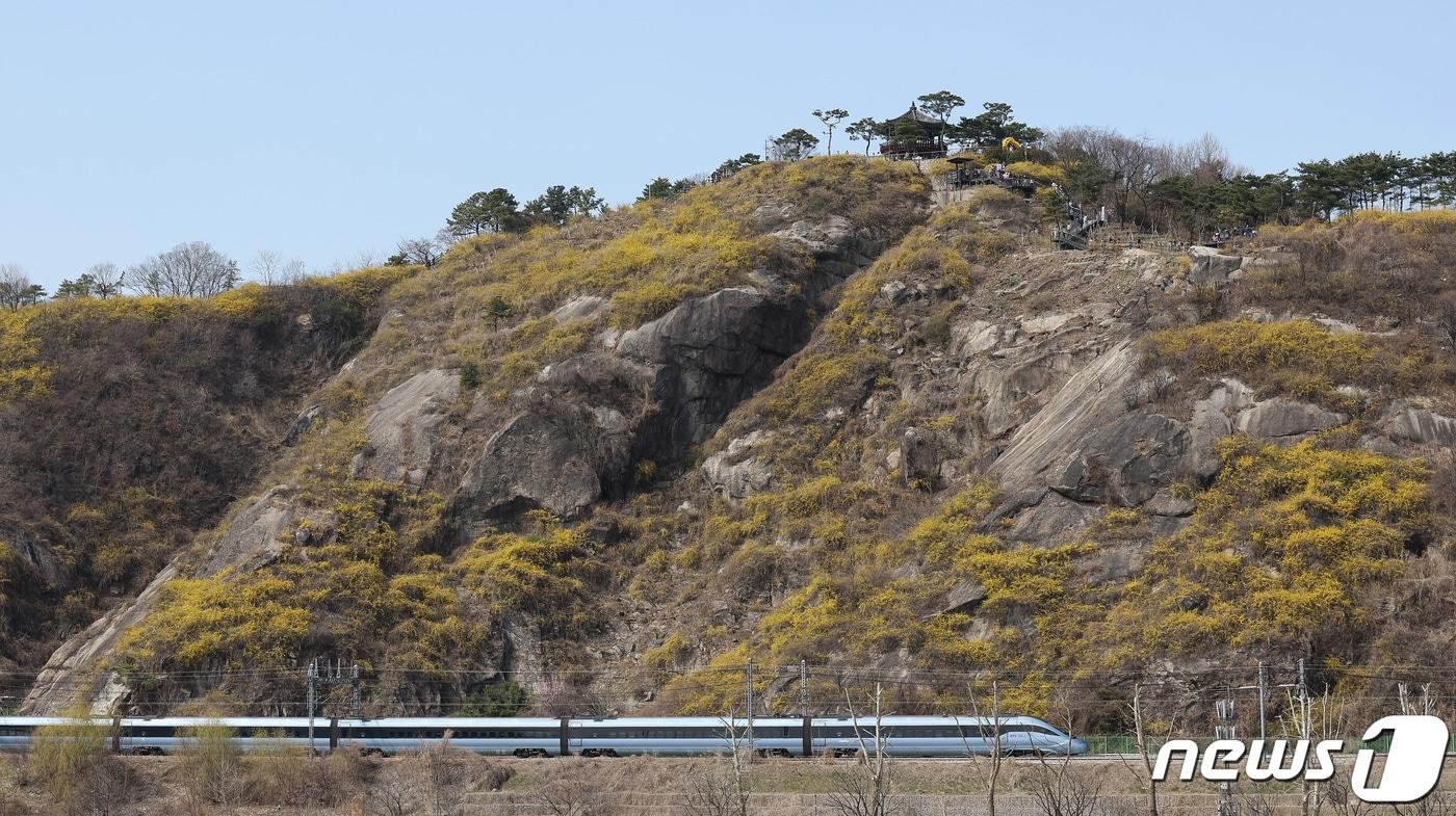 본문 이미지 - 낮 최고 온도 20도를 넘긴 24일 서울 성동구 응봉산에 개나리가 활짝 핀 가운데, 시민들이 꽃놀이를 즐기고 있다. 응봉산은 금호동과 응봉동에 걸쳐 있는 높이 81m의 바위산으로 매년 3월이면 산 전체가 개나리꽃으로 가득 차 서울에서 가장 먼저 봄소식을 전하는 곳으로 꼽힌다. 2024.3.24 ⓒ 뉴스1 김성진 기자