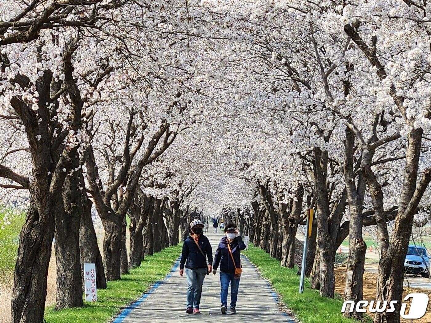 본문 이미지 - 지난해  봄철 보은 벚꽃길 모습 (보은군 제공) /뉴스1
