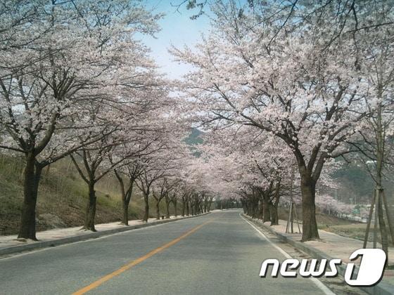 본문 이미지 -  25일 충북 충주시는 11회 충주호 벚꽃축제가 오는 29~31일 사흘간 충주댐 물문화관 일원에서 열린다고 밝혔다. 사진은 충주호 벚꽃길.(자료사진)2024.3.25/뉴스1