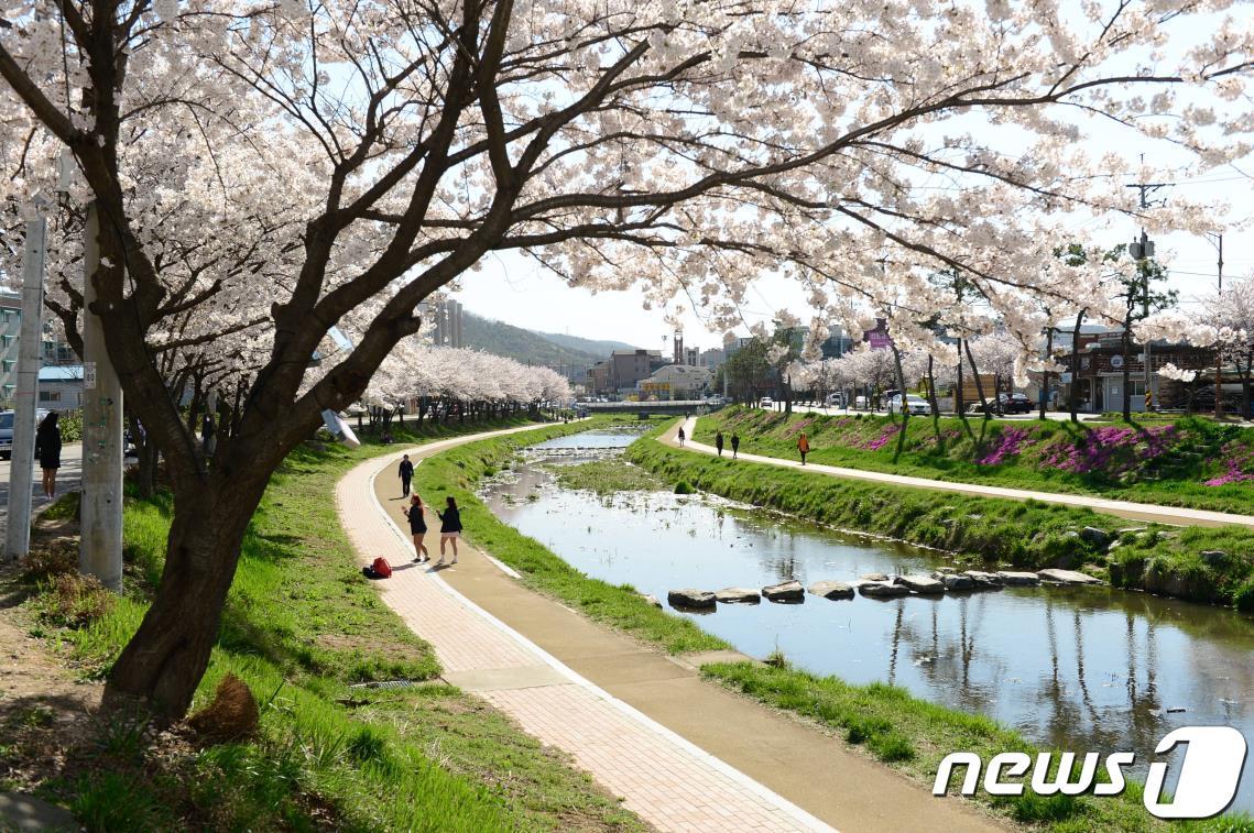 본문 이미지 - 홍성천 벚꽃길. (홍성군 제공) /뉴스1