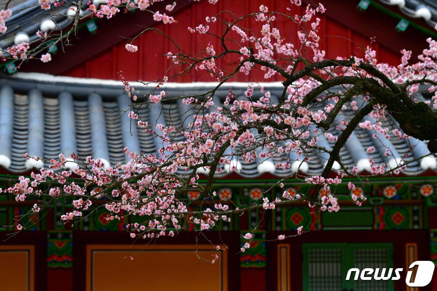 촉촉한 봄비가 내린 25일 천년고찰인 전남 장성군 백양사의 '고불매'가 아름다운 자태를 드러내기 시작했다..(장성군 제공)2024.3.25/뉴스1 