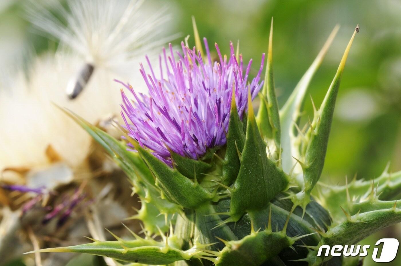 본문 이미지 - 엉겅퀴.(KIT 제공)/뉴스1