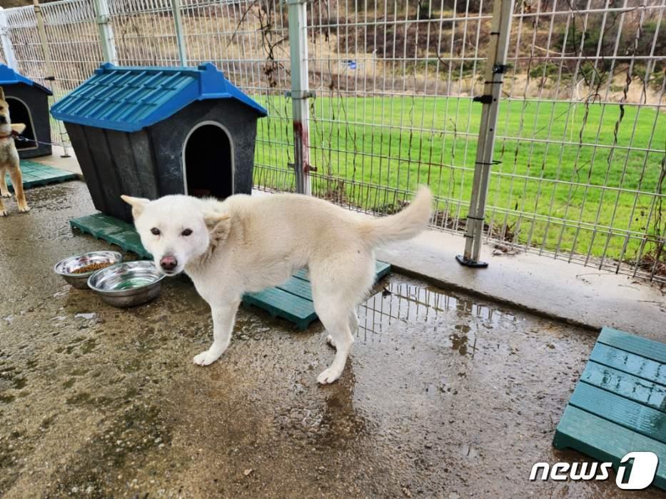 본문 이미지 -  26일 충북 충주시가 농촌지역 실외사육견 중성화 수술을 지원한다고 밝혔다. 사진은 동물보호센터서 보호하고 있는 유기견.(충주시 제공)2024.3.26/뉴스1