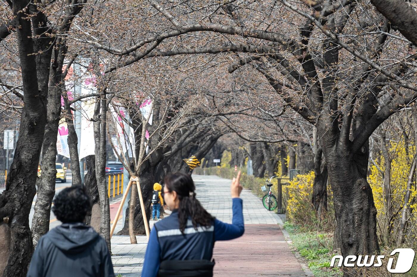 본문 이미지 - 여의도 봄꽃축제 개막을 이틀 앞둔 27일 서울 여의도 윤중로 일대에서 아직 개화하지 않은 벚나무 아래로 시민들이 산책하고 있다. 2024.3.27/뉴스1 ⓒ News1 유승관 기자
