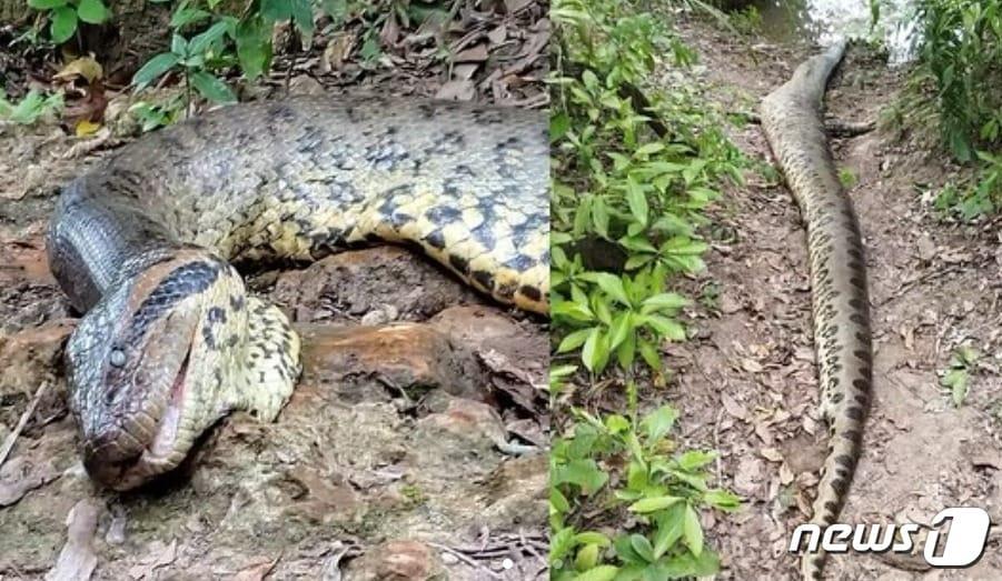 본문 이미지 - 프리크 본크 교수가 인스타그램에 공개한 세계 최대 아나콘다 '아나 줄리아(Ana Julia)'가 숨진 모습.(인스타그램 갈무리).
