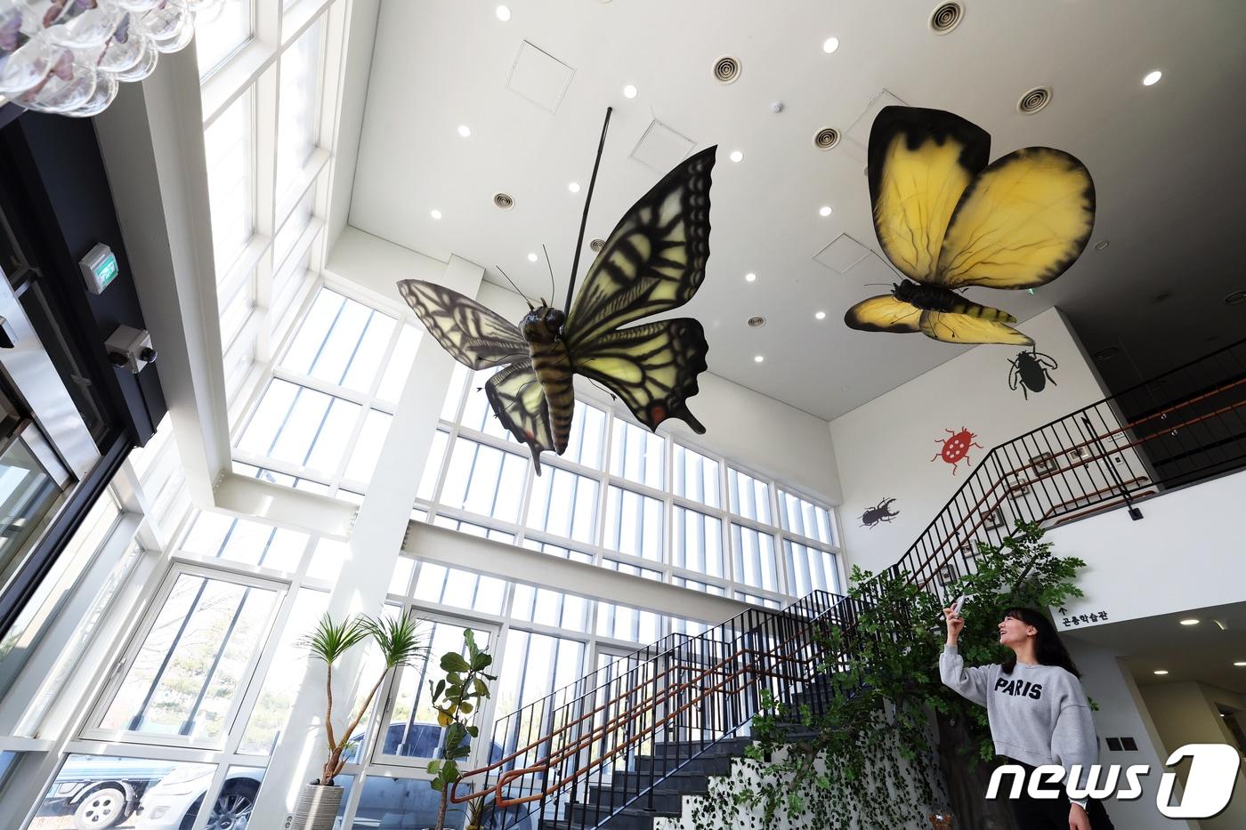  노원구 '불안삼 나비정원' 재개장 (노원구 제공)▽