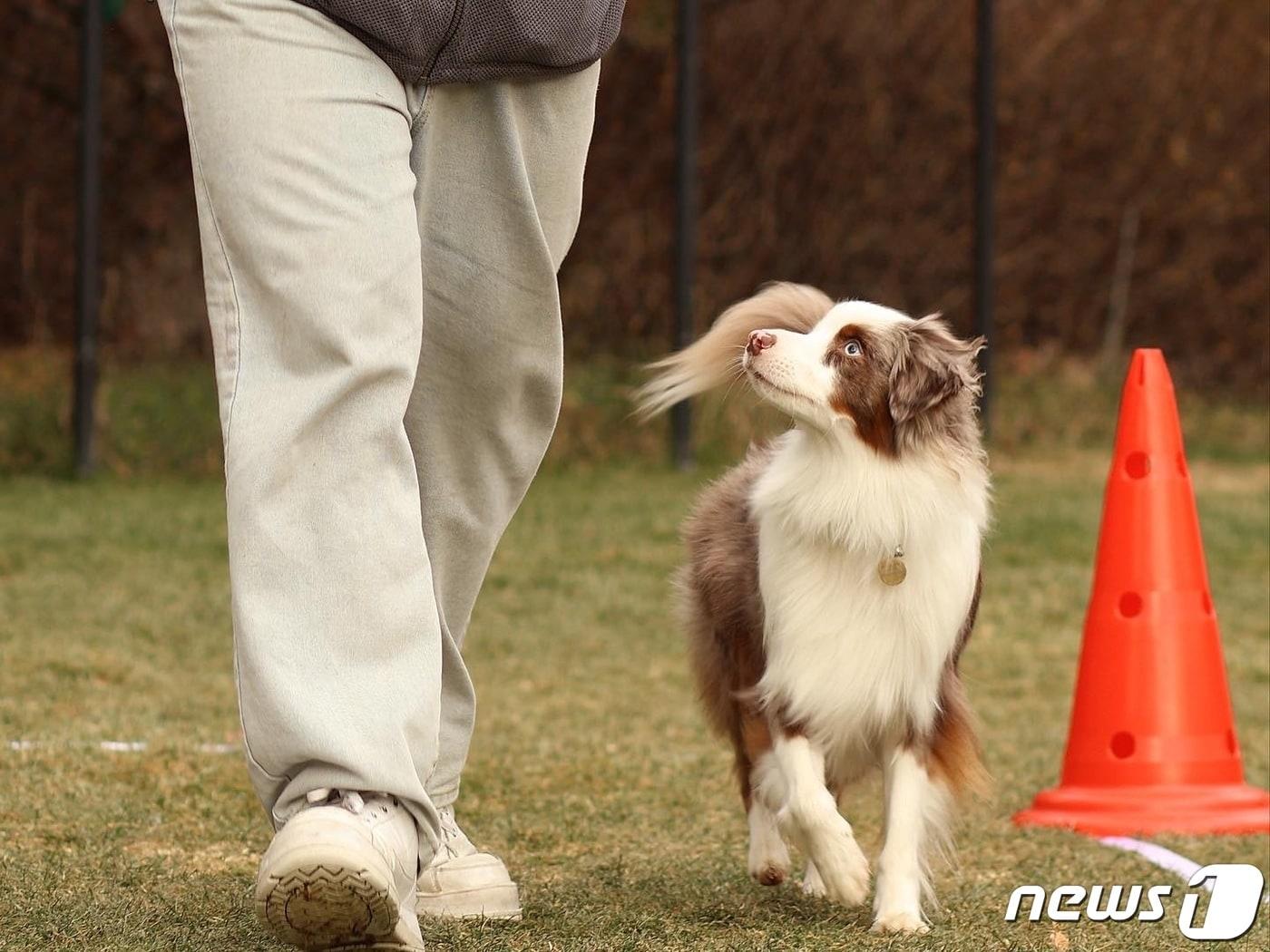 본문 이미지 - 소노펫 비발디파크에서 진행하는 '매너독 라이선스 테스트'가 진행되는 모습.(소노인터내셔널 제공) ⓒ News1 김형준 기자