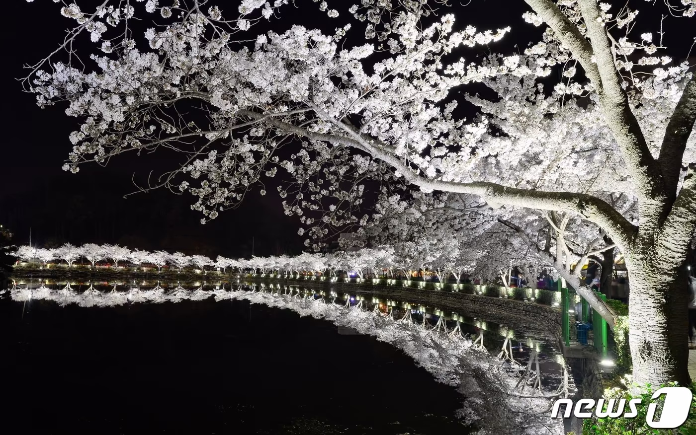 본문 이미지 - 28일 밤 '벚꽃 명소' 김천 교동 '연화지' 에 벚꽃이 만개했다. 김천시는 김천시는 연화지를 방문하는 관광객에게 봄 야경을 만끽하고 추억을 만들 수 있도록 다음달 7일까지 연화지와 직지천 주변 벚꽃나무에 야간 경관조명을 점등한고 밝혔다. (김천시 제공) 2024.3.29/뉴스1 ⓒ News1 정우용 기자