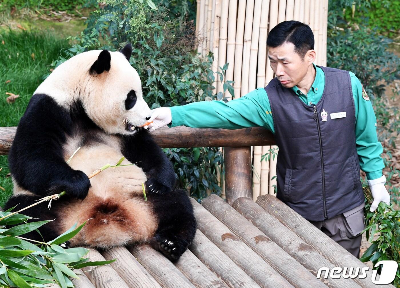 본문 이미지 - 푸바오가 일반 관람객들을 만나는 마지막 날인 3일 오전 경기 용인시 에버랜드 판다월드 실내 방사장에서 강철원 사육사가 푸바오에게 먹이를 주고 있다. 2024.3.3/뉴스1 ⓒ News1 사진공동취재단