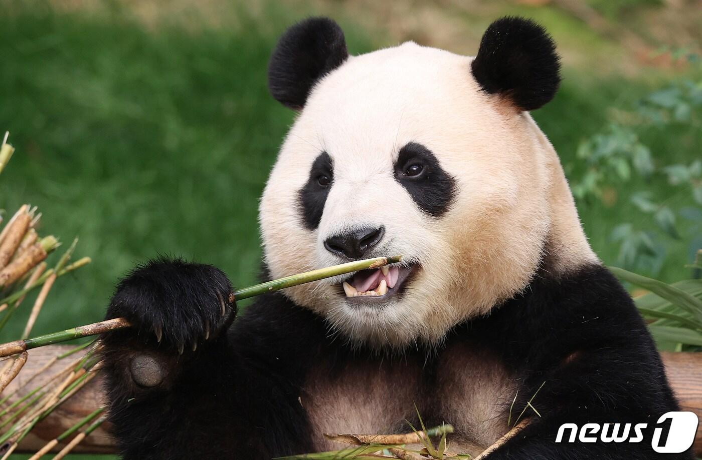 자이언트 판다 '푸바오'가 관람객들을 만나는 마지막 날인 3일 오전 경기 용인시 에버랜드 판다월드에서 푸바오가 대나무를 먹고 있다. 2024.3.3/뉴스1 ⓒ News1 사진공동취재단