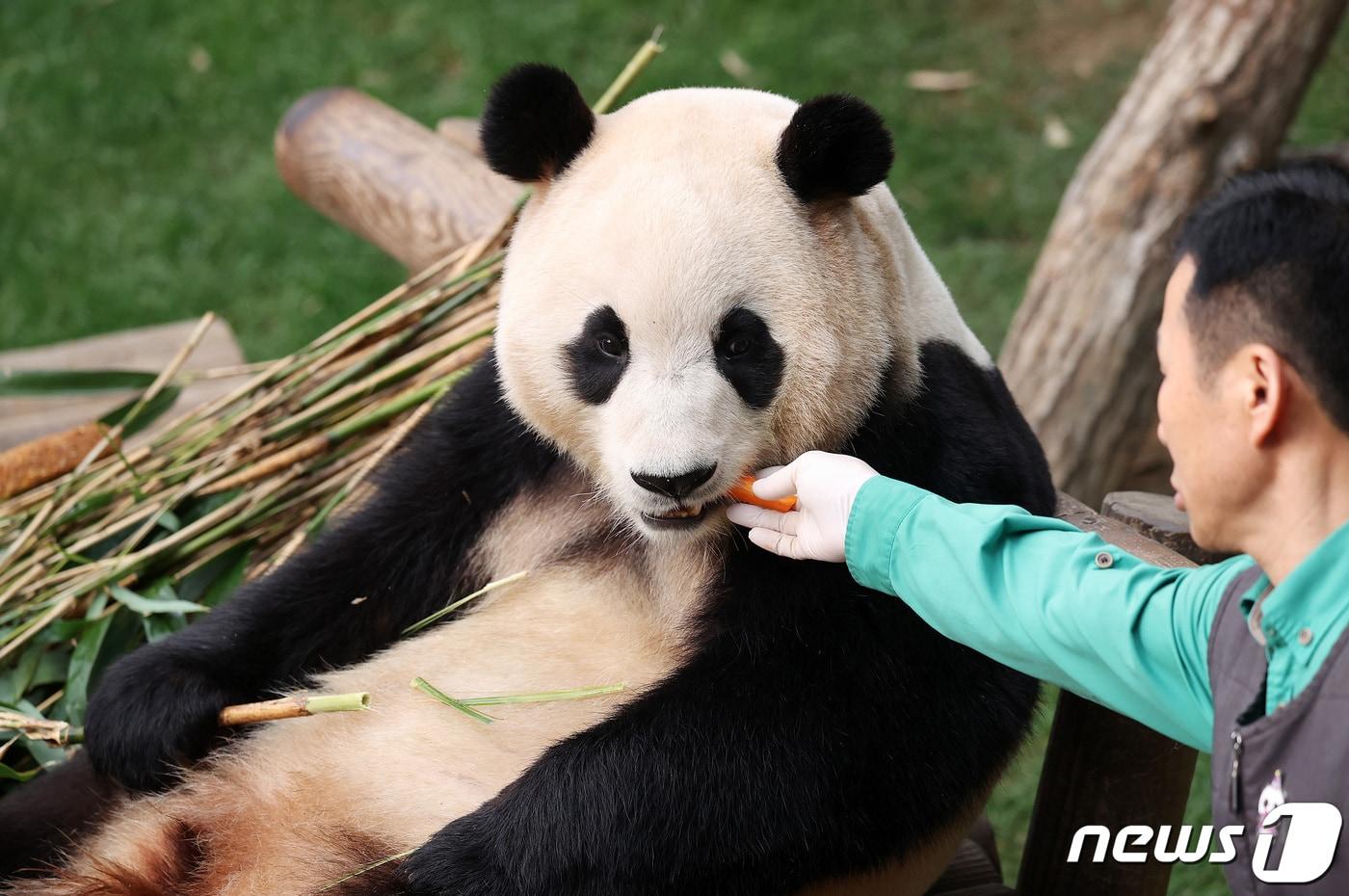 자이언트 판다 &#39;푸바오&#39;가 관람객들을 만나는 마지막 날인 3일 오전 경기 용인시 에버랜드 판다월드에서 강철원 사육사가 푸바오에게 당근을 먹여주고 있다. 2024.3.3/뉴스1 ⓒ News1 사진공동취재단
