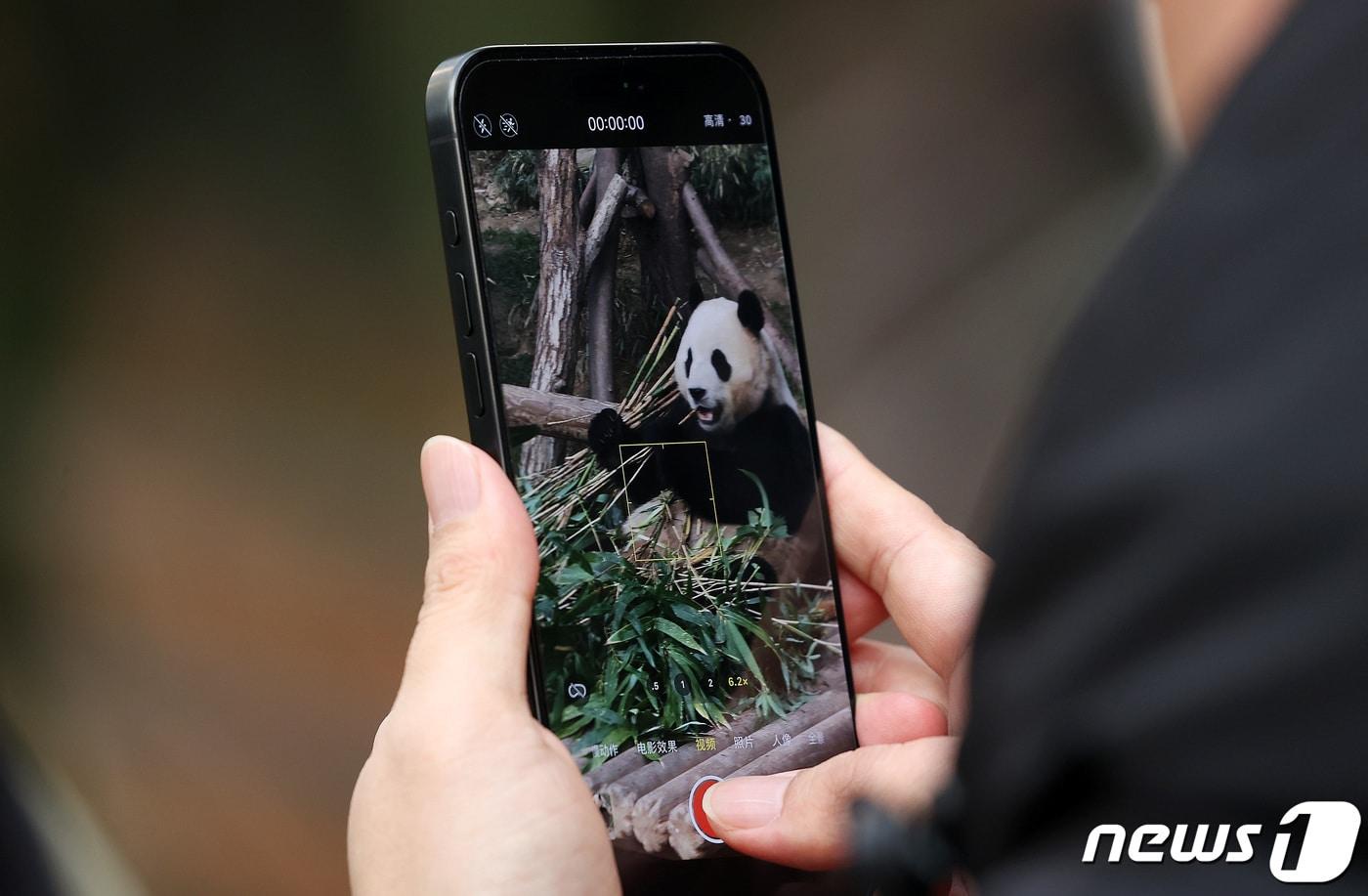 본문 이미지 - 자이언트 판다 '푸바오'가 관람객들을 만나는 마지막 날인 3일 오전 경기 용인시 에버랜드 판다월드에서 관람객이 푸바오를 촬영하고 있다. 2024.3.3/뉴스1 ⓒ News1 사진공동취재단
