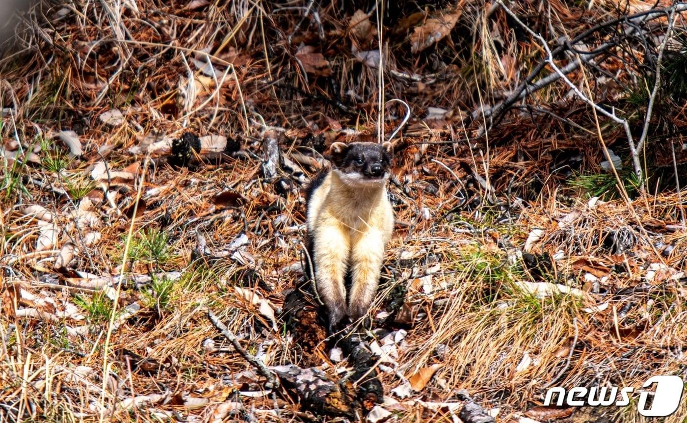 본문 이미지 - 환경부 지정 멸종위기 2급인담비  (뉴스1DB)