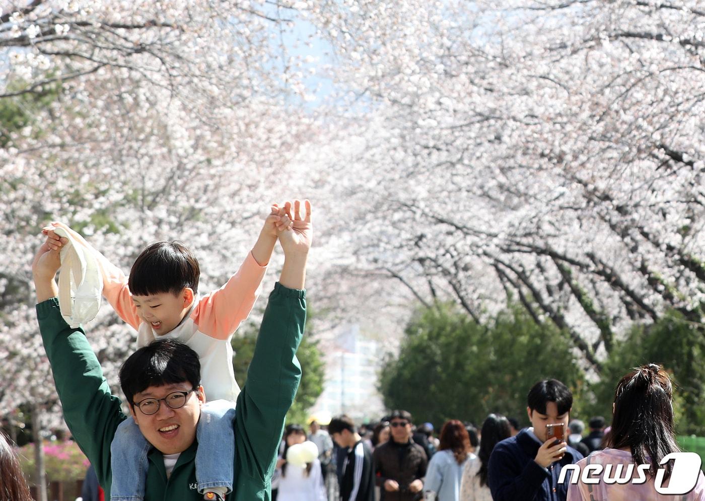 본문 이미지 - 진해군항제. <자료사진> 2024.3.31 ⓒ 뉴스1 윤일지 기자
