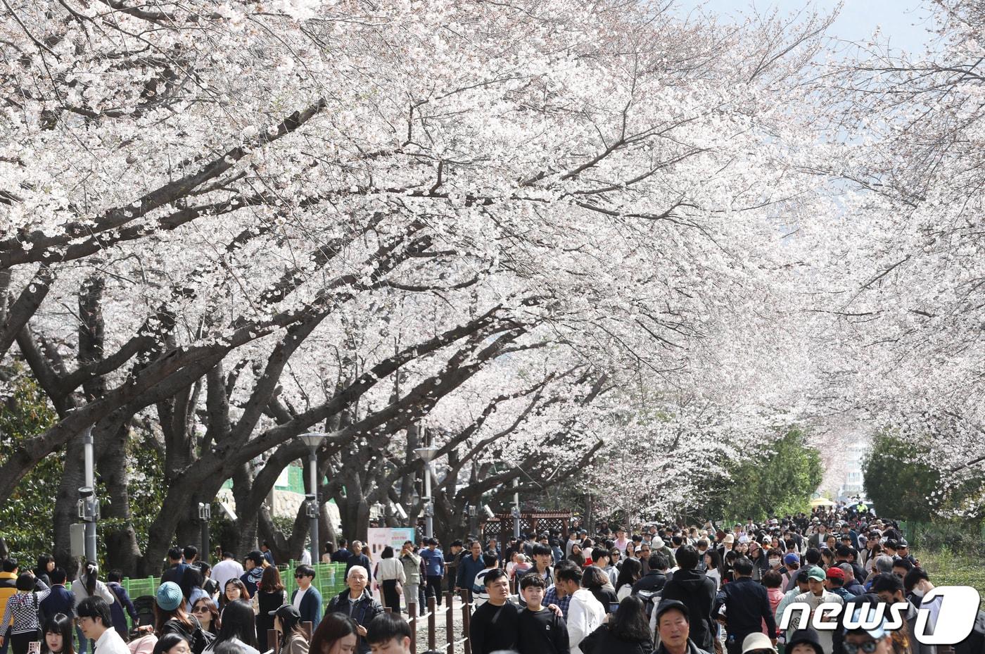 국내 대표 벚꽃 축제인 진해군항제가 열리고 있는 31일 경남 창원시 진해구 경화역공원을 찾은 관광객들이 활짝 핀 벚꽃을 감상하고 있다. 2024.3.31/뉴스1 ⓒ News1 윤일지 기자