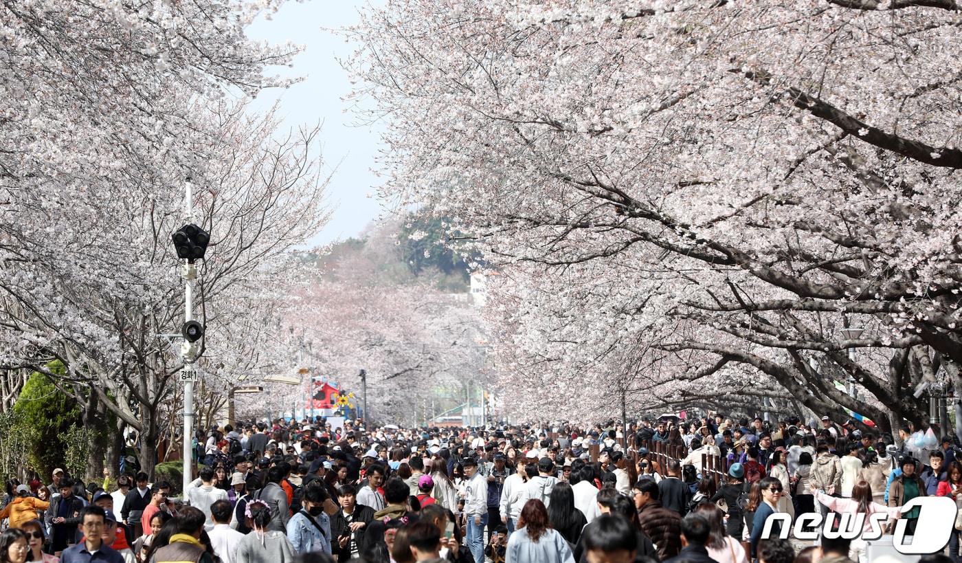 지난해 3월31일 국내 대표 벚꽃 축제인 진해군항제가 열리고 있는 경남 창원시 진해구 경화역공원을 찾은 관광객들이 활짝 핀 벚꽃을 감상하고 있다. 2024.3.31/뉴스1 ⓒ News1 윤일지 기자