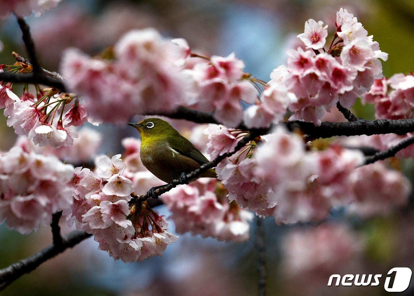 본문 이미지 - 8일(현지시간) 일본 도쿄 우에노 공원의 벚꽃 나무 위에 새 한 마리가 앉아 있다. 2024.03.31/ ⓒ 로이터=뉴스1 ⓒ News1 권진영 기자