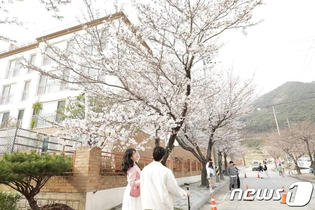 본문 이미지 - 제2회 고창벚꽃축제 현장인 석정지구를 찾은 방문객들이 벚꽃 터널을 걷고 있다.(고창군 제공)2024.3.31/뉴스1 