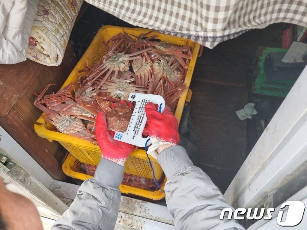 본문 이미지 - 경북 울진해양경찰서(서장 장윤석)는 연중 포획이 금지된 체장미달 및 대게암컷(일명 빵게)를 잡은 선장과 선원 등 총 3명을 수산자원관리법으로 검거했다. 사진은 지난 4일 울진 인근 항에서 체장미달 대게를 압수하는 모습.( 울진해양경찰서제공)2024.3.7/뉴스1 