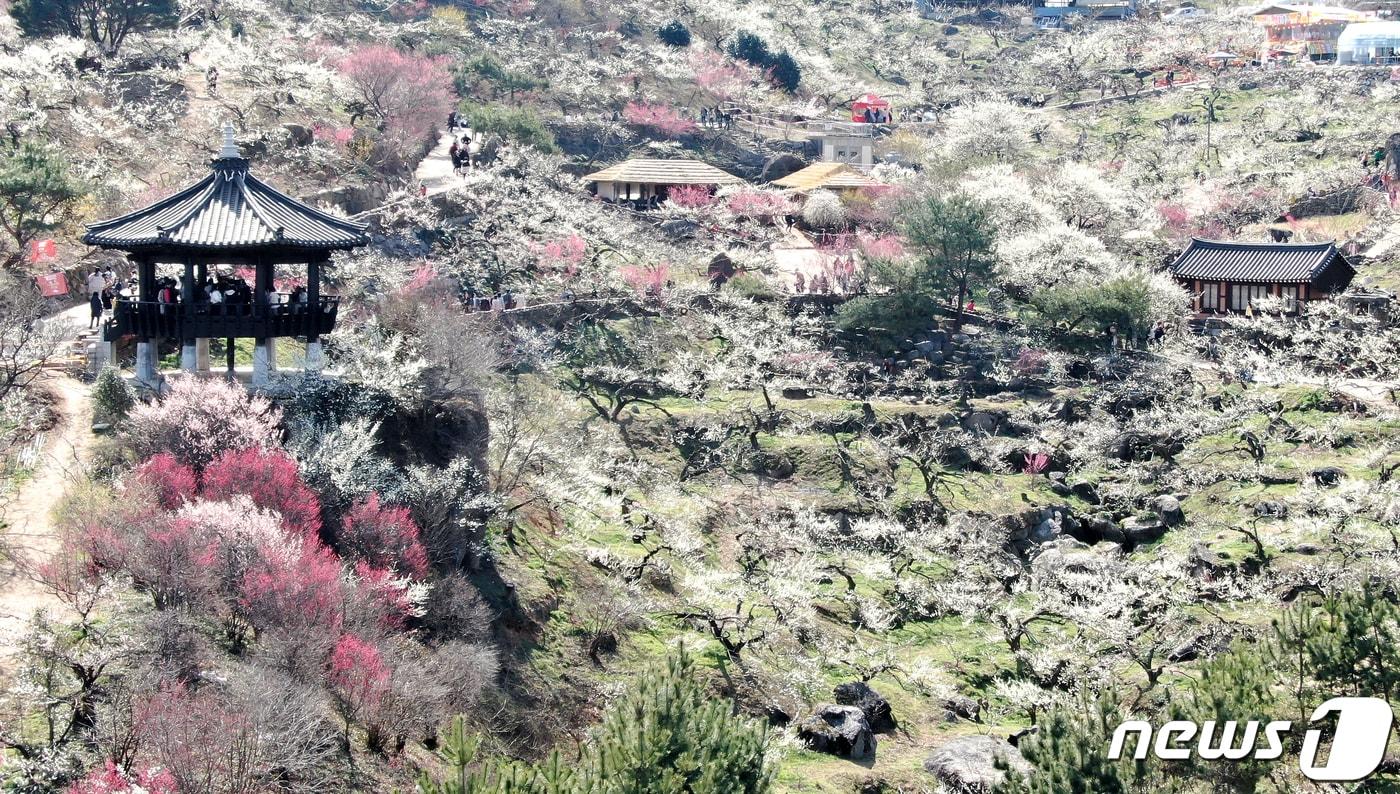 지난해 3월 열린 광양매화축제 전경. 뉴스1 ⓒ News1 김진환 기자