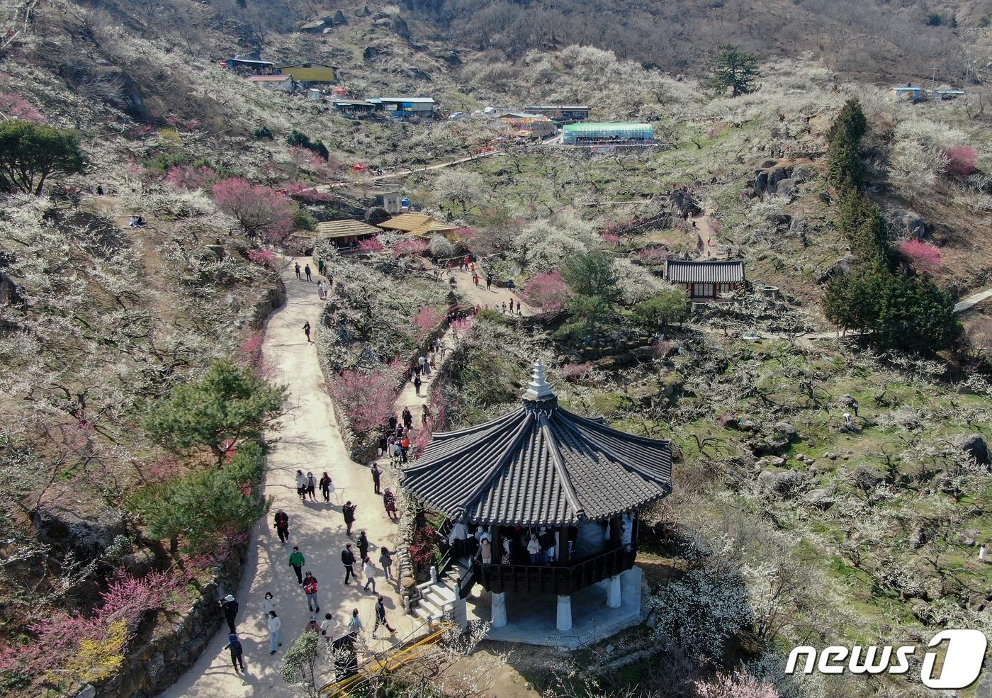 본문 이미지 - 전남 광양시 매화마을을 찾은 상춘객들이 봄 기운을 만끽하고 있다.  2024.3.8 ⓒ 뉴스1 김진환 기자